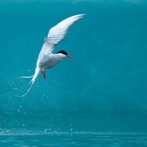 Arctic Tern fishing in Jokulsarlon Lake, Iceland