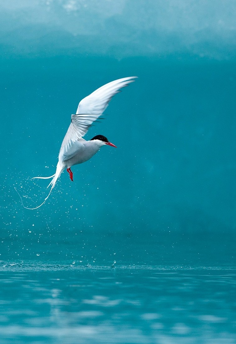 Arctic Tern fishing in Jokulsarlon Lake, Iceland