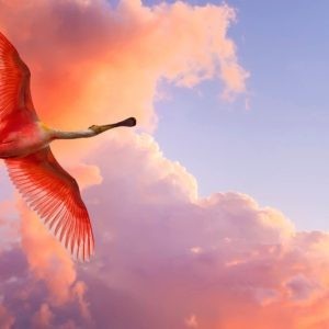 Roseate spoonbill flies against a pink, purple, lavender and coral cloud covered evening sky