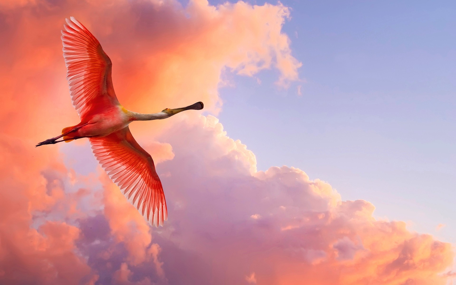 Roseate spoonbill flies against a pink, purple, lavender and coral cloud covered evening sky