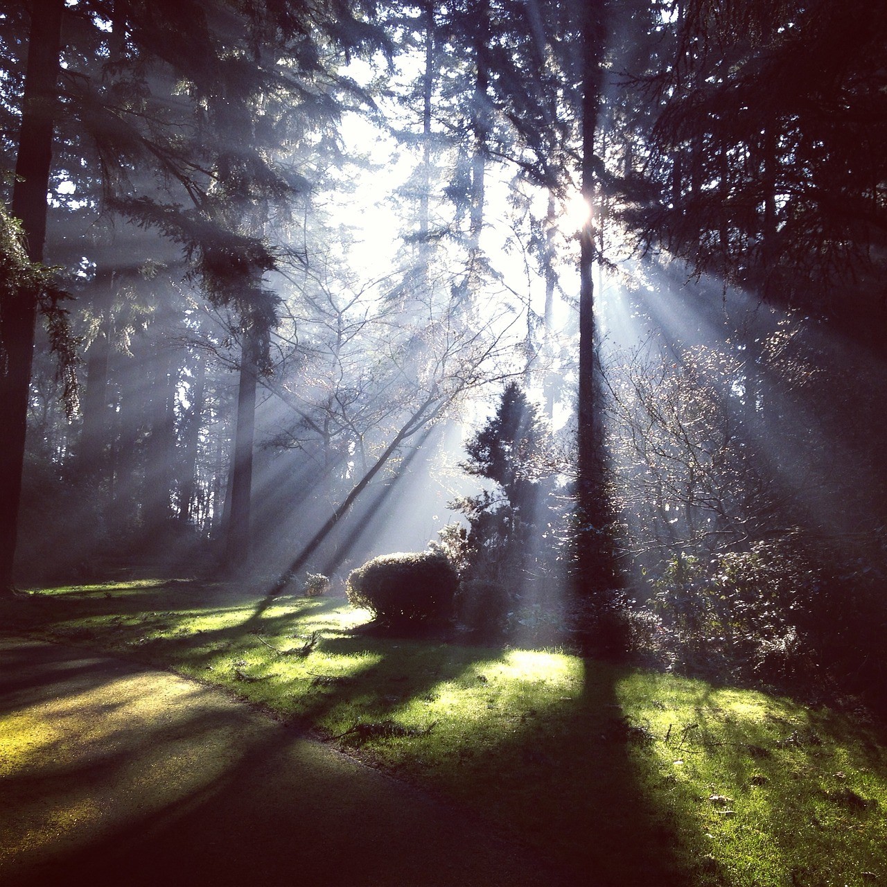 Light thru trees