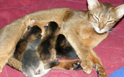 Returning to the Mother
