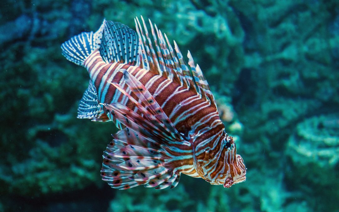 Fish As Teachers