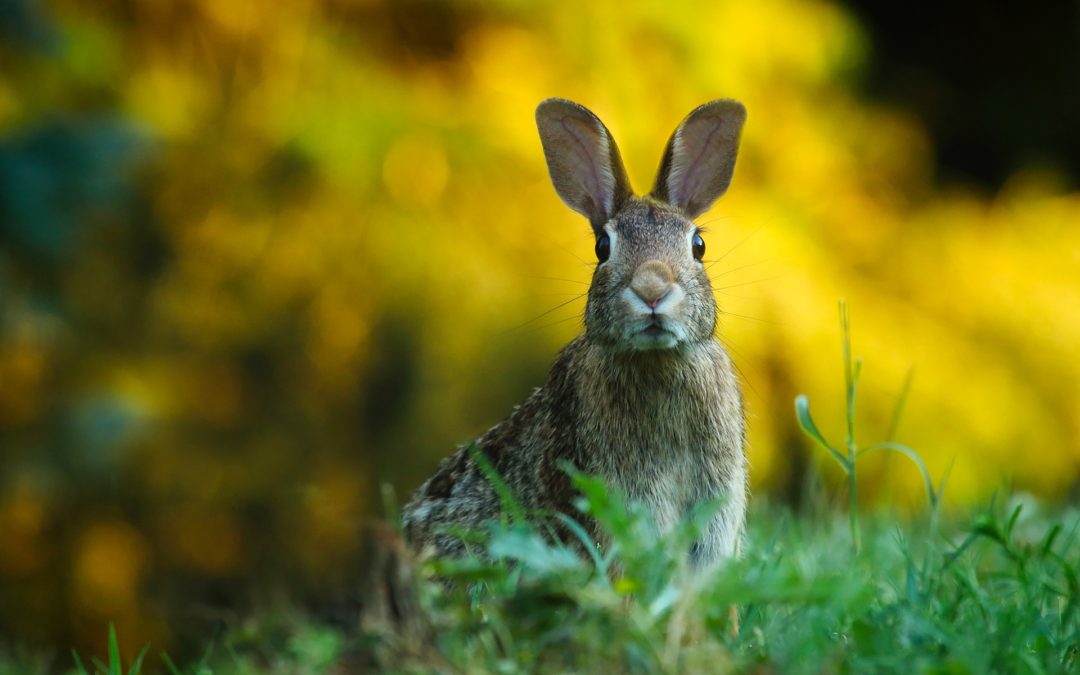Finding & Herding Rabbits
