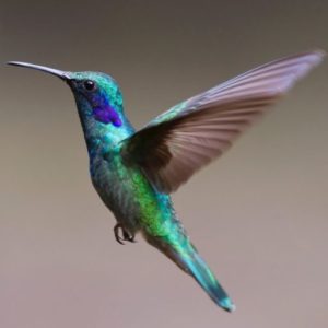 hummingbird in flight